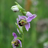 l’Ophrys Abeille